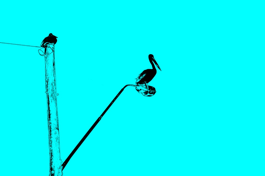 Contemporary artwork by Australian photographer Raymond Mather at ART1 Fine Art Photography. Pelican perched on a street lamp and pole.