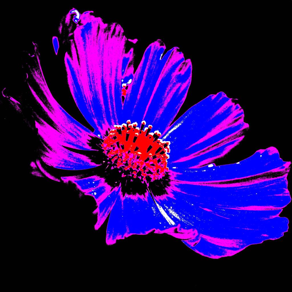 Contemporary artwork by Australian photographer Raymond Mather at ART1 Fine Art Photography. Pop Art Flowers, pink, red and blue vivid colour.